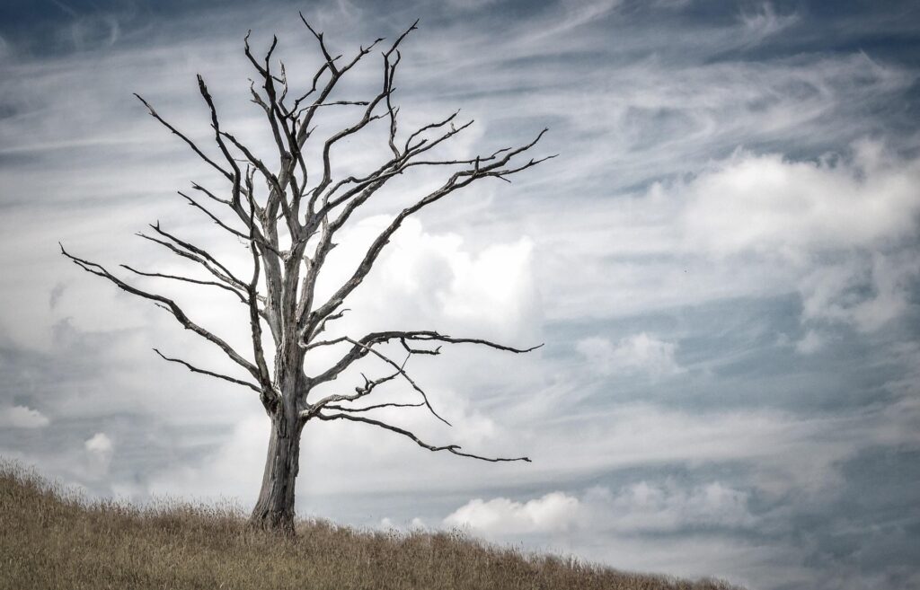 drying tree