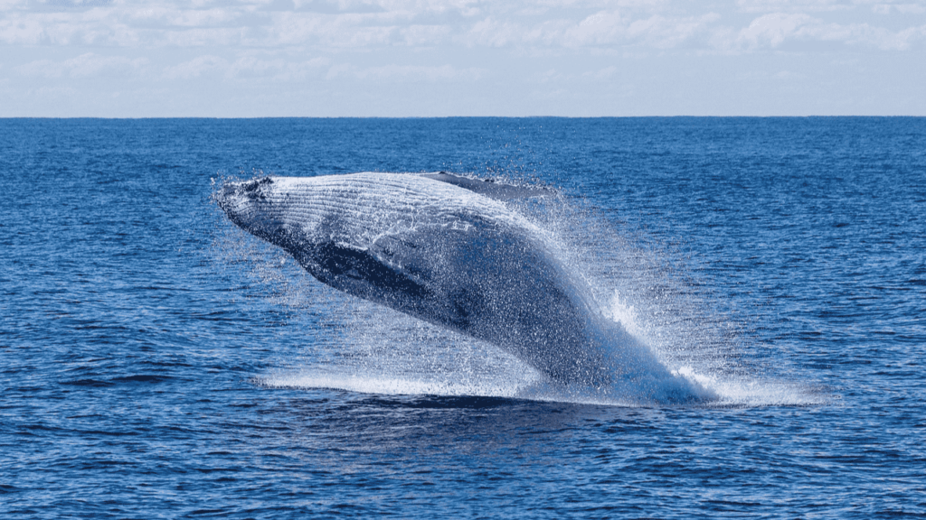 is the largest animal in history dead or alive?