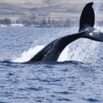 is the largest animal in history dead or alive?