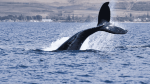 is the largest animal in history dead or alive?