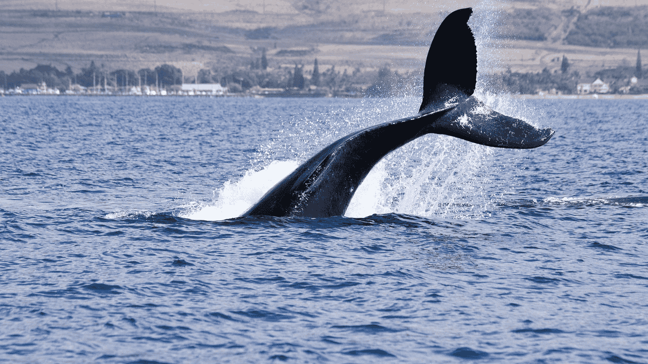 is the largest animal in history dead or alive?