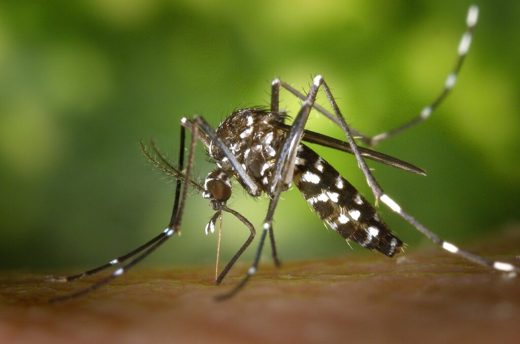 diseases